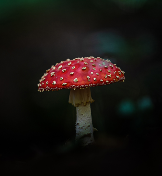 Mushroom Treasure Pick